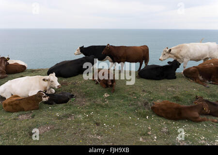 Le mucche in appoggio su una scogliera sull'erba che si affaccia sul Canale Inglese. Isle of Wight, Regno Unito. Foto Stock