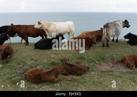 Le mucche in appoggio su una scogliera sull'erba che si affaccia sul Canale Inglese. Isle of Wight, Regno Unito. Foto Stock