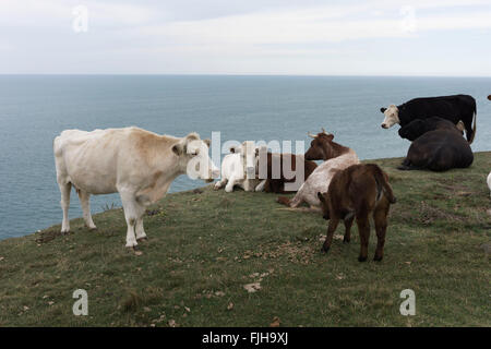 Le mucche in appoggio su una scogliera sull'erba che si affaccia sul Canale Inglese. Isle of Wight, Regno Unito. Foto Stock