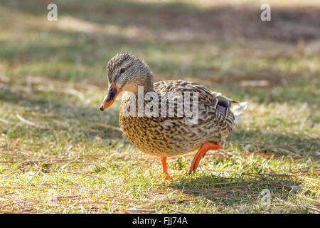 Femmina di Germano Reale sorge nel parco. Foto Stock