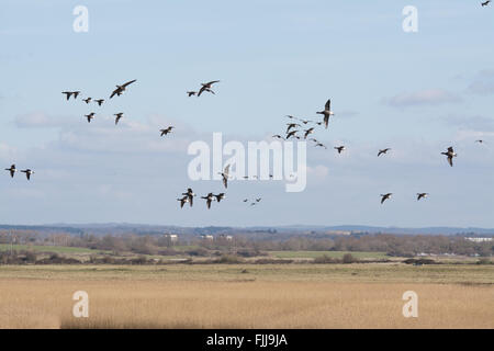 Flock of brent oche (Branta bernicla) in volo sopra Farlington Marshes in Hampshire, Inghilterra, Regno Unito Foto Stock