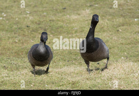 Due oche branta bernicla (branta bernicla) alle paludi di Farlington nell'Hampshire, Inghilterra, Regno Unito Foto Stock