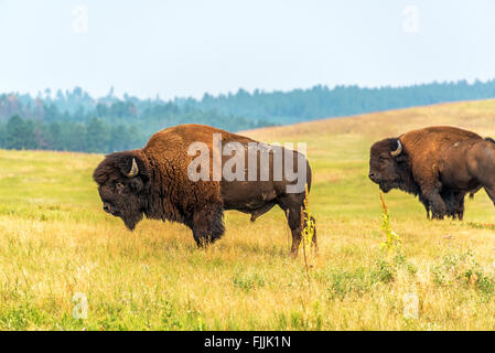 Due bisonti nel Custer State Park, il Dakota del Sud Foto Stock