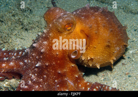 Piccoli invertebrati cibo cercando di alghe Foto Stock