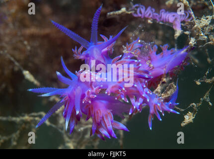 Un piccolo viola invertebrato scivola sul fondale Foto Stock