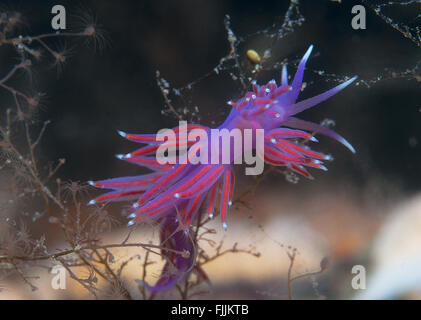 Un piccolo viola invertebrato scivola sul fondale Foto Stock