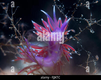 Un piccolo viola invertebrato scivola sul fondale Foto Stock