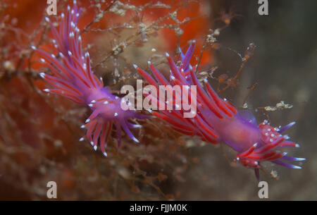 Un piccolo viola invertebrato scivola sul fondale Foto Stock