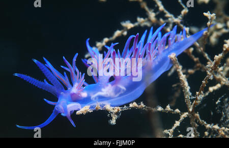 Un piccolo viola invertebrato scivola sul fondale Foto Stock