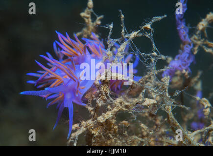 Un piccolo viola invertebrato scivola sul fondale Foto Stock