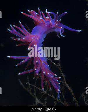 Un piccolo viola invertebrato scivola sul fondale Foto Stock