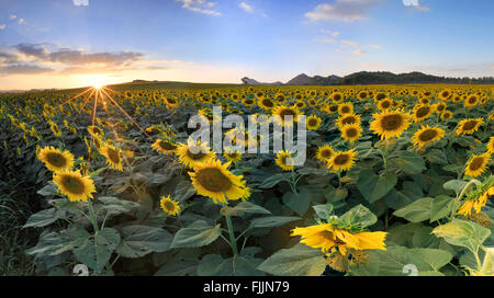 Campo di girasoli in fiore sullo sfondo un tramonto Foto Stock