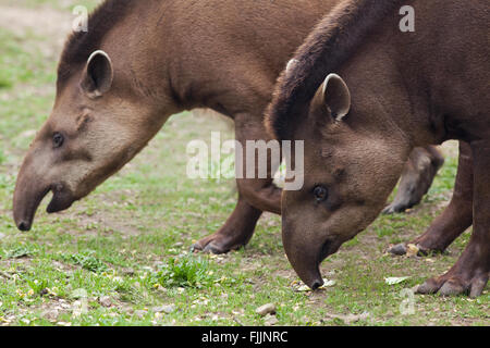 Brasiliano, o Sud Americana tapiri (Tapirus terrestris). Lo Zoo di Amazona, Cromer. Norfolk. Regno Unito. Foto Stock