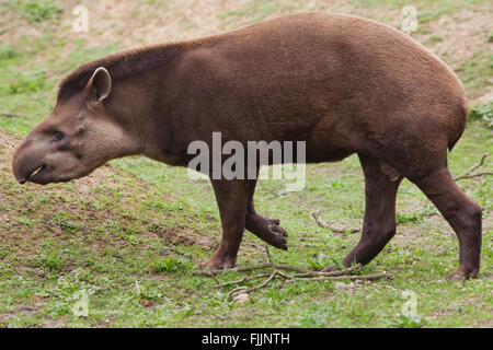 Brasiliano, o Sud Americana il tapiro (Tapirus terrestris). Lo Zoo di Amazona, Cromer. Norfolk. Regno Unito. Foto Stock