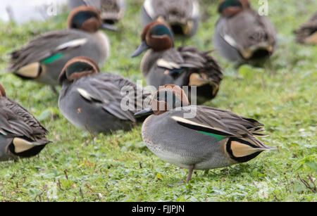 Unione Teal anatre "Anas crecca' Foto Stock