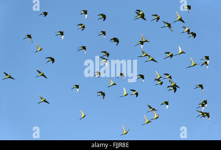 Pappagalli (Melopsittacus undulatus), Queensland, Australia Foto Stock