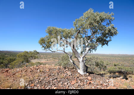 Snappy Gum (eucalipto racemosa), Queensland, QLD, Australia Foto Stock