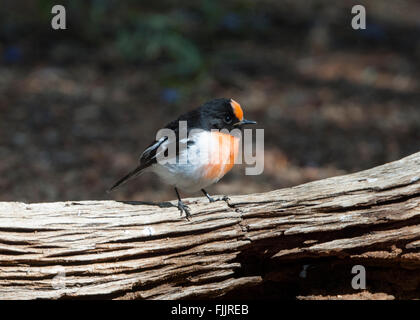 Rosso-capped Robin (Petroica goodenovii), il Parco del Deserto Alice Springs, Territorio del Nord, l'Australia Foto Stock