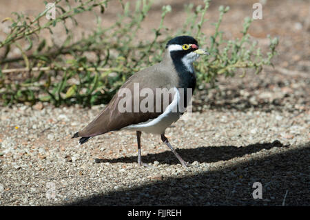 Nastrare Pavoncella (Vanellus tricolore), il Parco del Deserto Alice Springs, Territorio del Nord, l'Australia Foto Stock