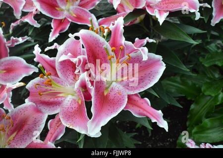 Lily Foto Stock