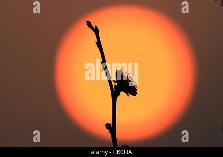 Nanjing, cinese della provincia di Jiangsu. 2 Mar, 2016. Un prugna Fiore è visto contro lo sfondo del sole in un parco in Nanjing, a est della capitale cinese della provincia di Jiangsu, Marzo 2, 2016. © Wang Xin/Xinhua/Alamy Live News Foto Stock