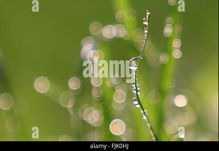 Nanjing, cinese della provincia di Jiangsu. 2 Mar, 2016. Dewdrops brillano sull'erba in un parco in Nanjing, a est della capitale cinese della provincia di Jiangsu, Marzo 2, 2016. © Wang Xin/Xinhua/Alamy Live News Foto Stock