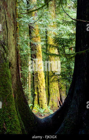 Cattedrale Grove si trova in MacMillan Parco Provinciale, Isola di Vancouver, British Columbia, Canada Foto Stock