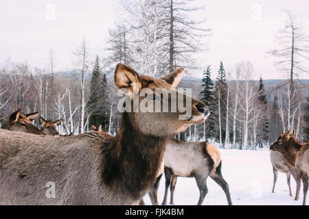 Ritratto di maestose adulto cervi nella foresta di inverno Foto Stock