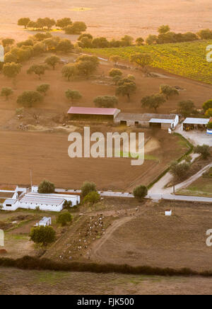 Vista aerea del bestiame, i campi e gli edifici agricoli in una fattoria nella regione di Alentejo, Portogallo Foto Stock