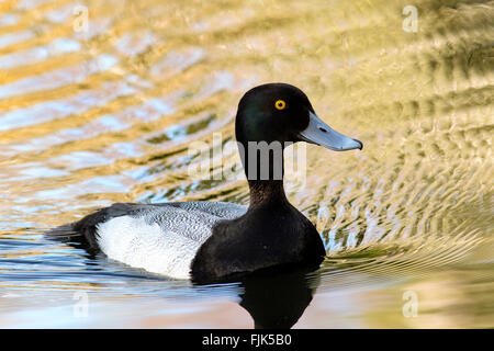 Lesser Scaup (Aythya affinis) Beacon Hill Park, Victoria, Isola di Vancouver, British Columbia, Canada Foto Stock