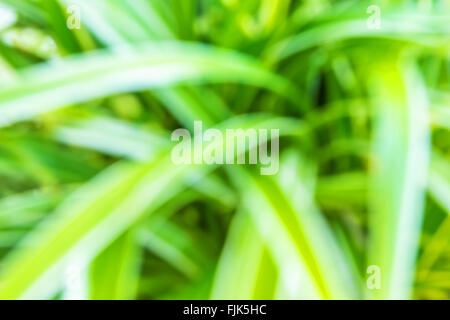 Una foto di un concetto di arte astratta idea sfondo verde Foto Stock