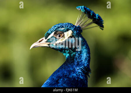 Peafowl indiano o Peacock (Pavo cristatus) - Beacon Hill Park, Victoria, Isola di Vancouver, British Columbia, Canada Foto Stock