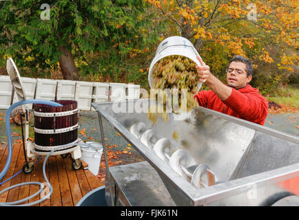 Uomo di mettere il vino bianco di uve in un acciaio inossidabile macchina di frantumazione per fare il vino Foto Stock