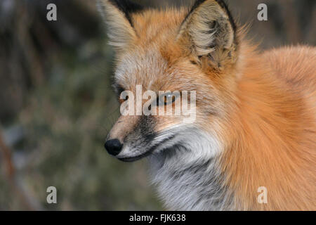 Closeup di volpe rossa Foto Stock