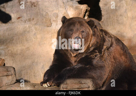 Bruno Orso grizzly ruggisce su una roccia al tramonto Foto Stock