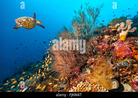 Coral reef con la tartaruga Foto Stock