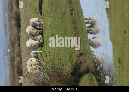 Pecora che pascola sul campo da golf nei pressi di Northam Burrows in Devon Foto Stock