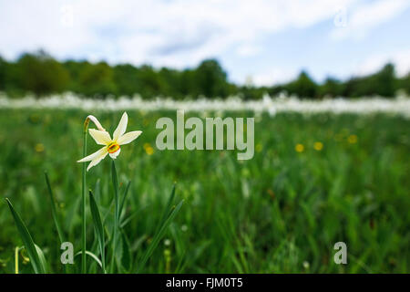 Unico daffodil fioritura in primavera Foto Stock