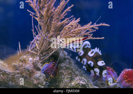 Pulitore di Skunk gamberetti Lysmata Amboinensis Foto Stock