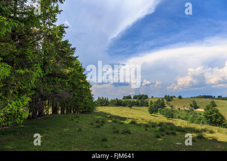 Paesaggio con prati e alberi sparsi Foto Stock