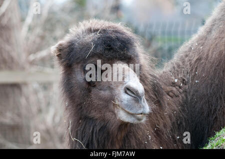 Vista ravvicinata di un cammello masticare qualche fieno Foto Stock