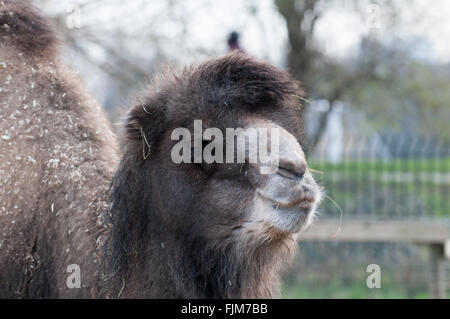 Vista ravvicinata di un cammello masticare qualche fieno Foto Stock