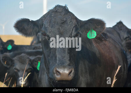 Il Black Angus mucca con un orecchio verde Tag in un campo con le turbine eoliche in background Foto Stock