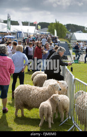 Le scene della Contea di Devon show. Foto Stock