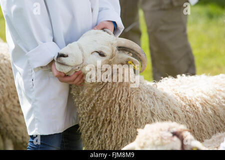 Le scene della Contea di Devon show. Foto Stock
