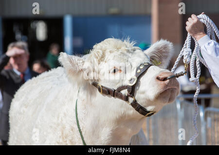 Le scene della Contea di Devon show. Foto Stock