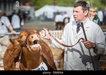 Le scene della Contea di Devon show. Foto Stock