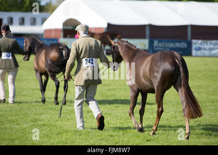 Le scene della Contea di Devon show. Foto Stock