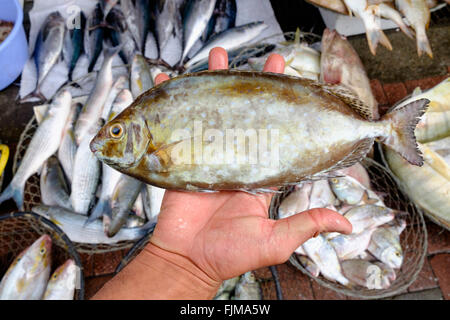 Pescivendolo azienda pesci piccoli in vendita a Dubai il mercato del pesce in Deira Emirati Arabi Uniti Foto Stock