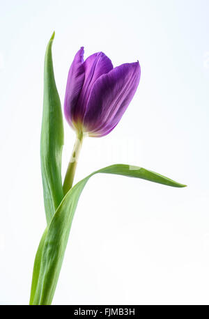 Un viola tulip flower contro uno sfondo bianco Foto Stock